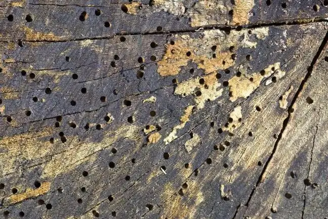 many small holes in the trunk of a tree