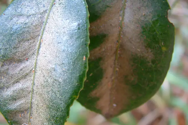 Camellia Tea Mite - brown or bronzing of the midrib of leaves