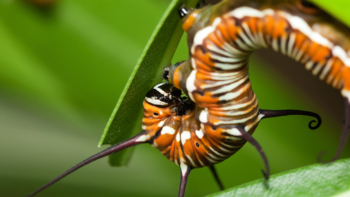 What Are Caterpillars How To Control Them In Your Garden Yates