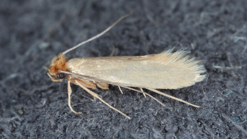 السيطرة على عث الملابس في منزلك 20 clothes moths 1582594194508.png?mode=crop&anchor=center&widthratio=1