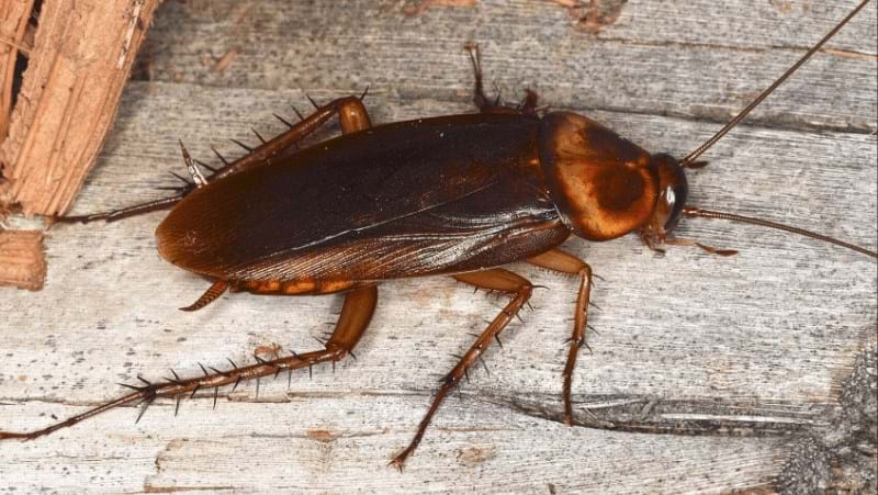What Are Cockroaches And How To Control In Your Home