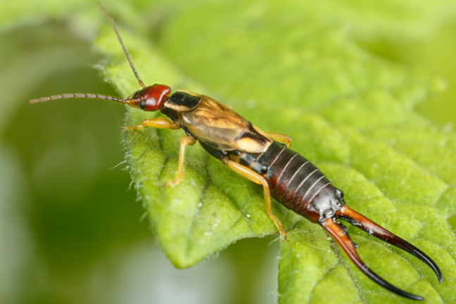 Close-up of a male earwig with long back pincers sitting on a leaf