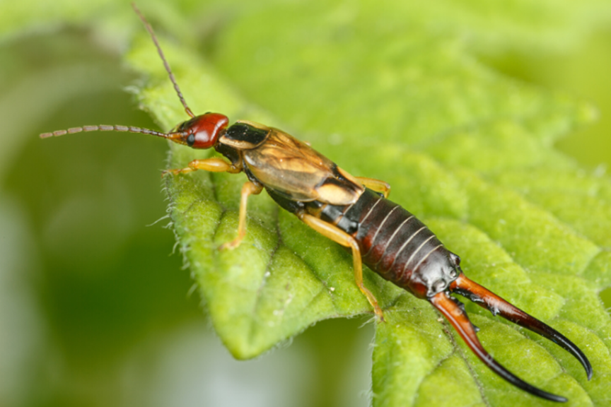 How to Get Rid of Earwigs in Your Home & Garden