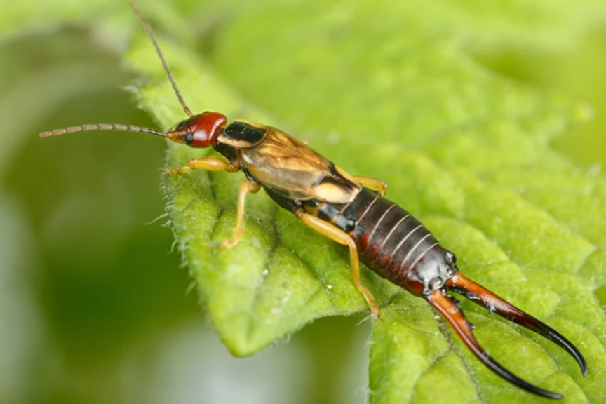 How to Get Rid of Earwigs in Your Home & Garden