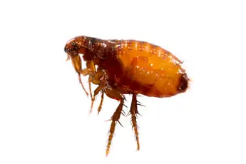 How to Get Rid of Fleas in Your Home Garden Yates Australia