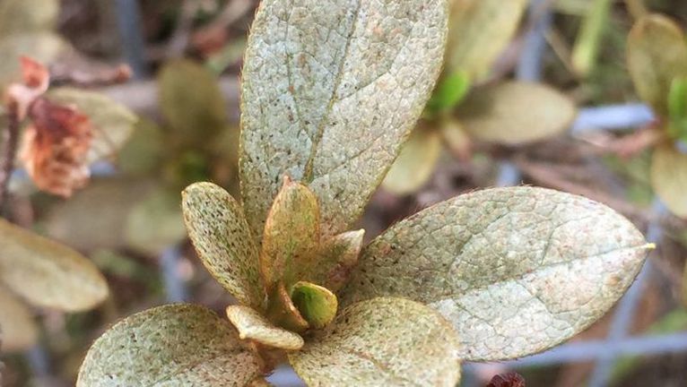 How to Get Rid of Lace Bugs in Your Garden | Yates Australia