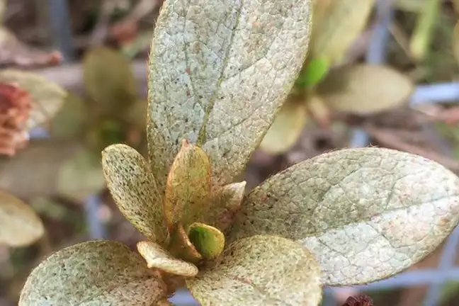 Azalea Lace Bug Damage