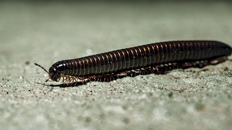 What Plants Are Impacted By Millipedes