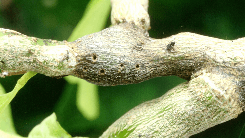 Common problems Limes