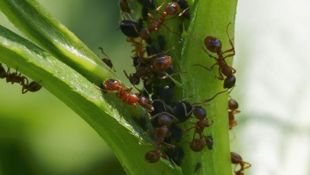 How to Get Rid of Ants in Your Home, Lawn & Garden Yates AU