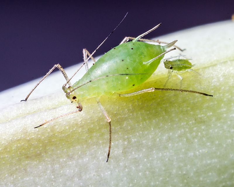 Aphid Control in Your Garden