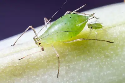 Aphids