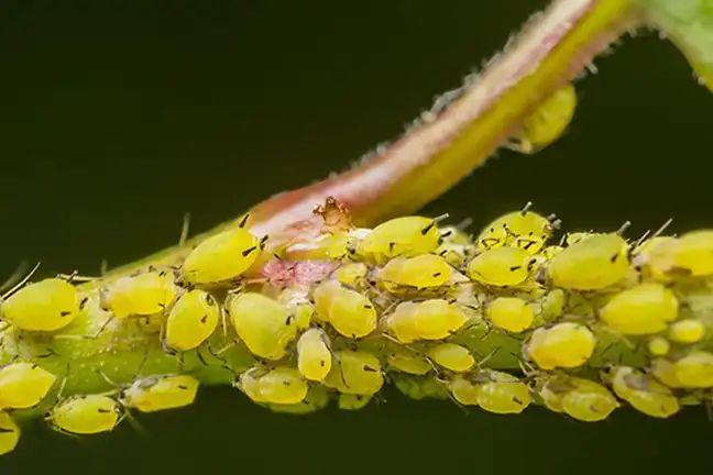 Aphids clustered along a stem feeding on the plant's sap