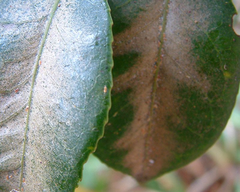 Camellia Tea Mite