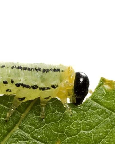 Caterpillar Control in Your Garden