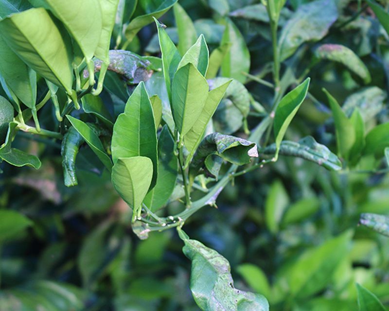 How to Get Rid of Citrus Leaf Miner in Your Garden Yates Australia