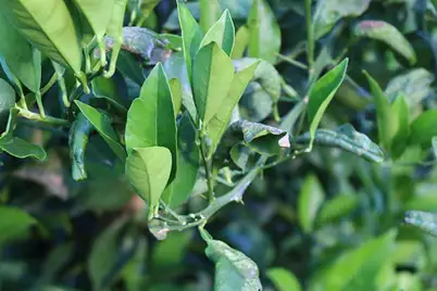 Citrus leaf miner