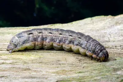 Cut worm