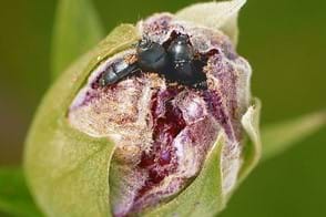 Hibiscus Flower Beetle Control in Your Garden