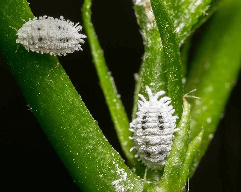 Aphids, mealybugs and scales