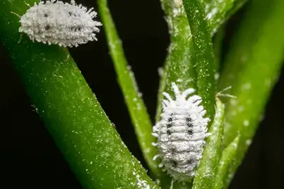 Mealy bug