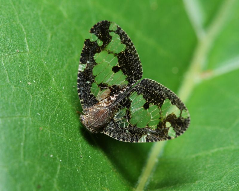 What are Passionvine Hopper and How to Control in Your Garden