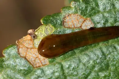 Pear and Cherry Slug
