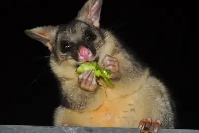 Possums