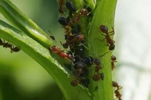 Ant Control in Your Home, Lawn & Garden