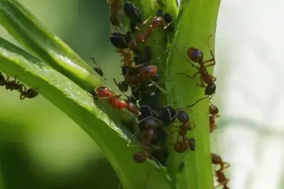 Ant