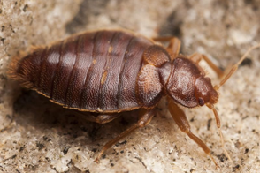 Bed Bug Control in Your Home 