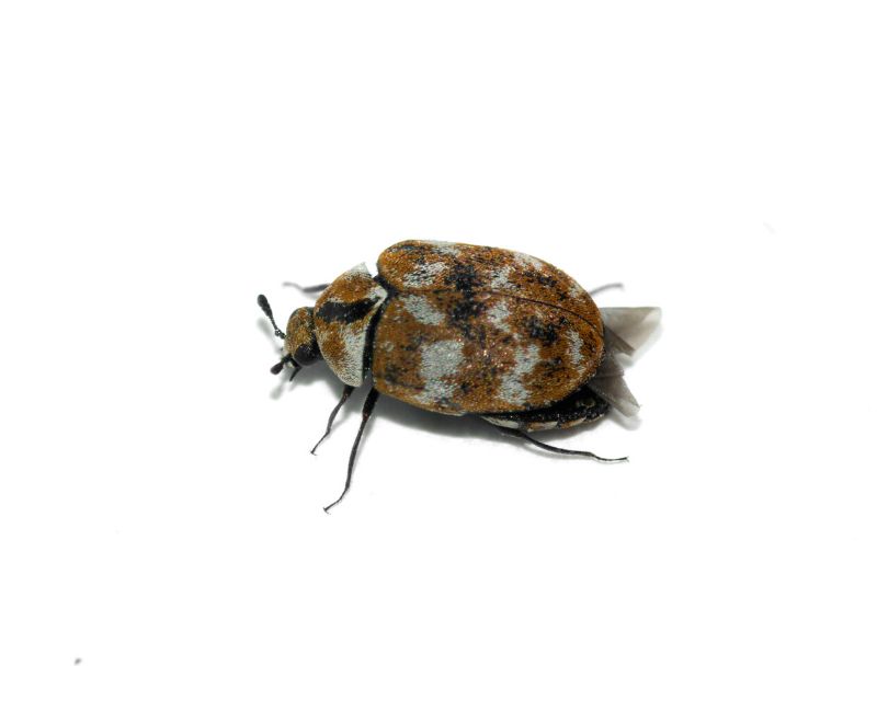6 Common Signs of Carpet Beetles in Your Home