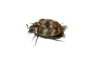 Carpet Beetle Control in Your Home