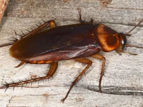 Home Pest Control