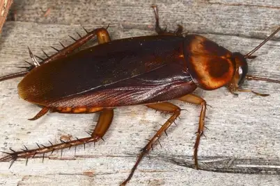 Cockroaches