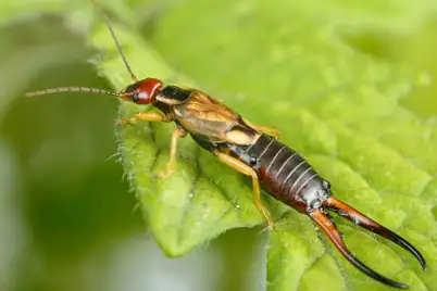 Earwigs