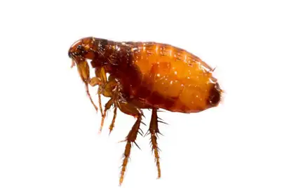 Fleas