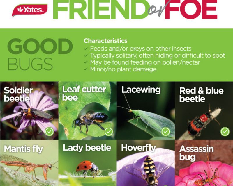 Good bug bad bug | Yates Gardening