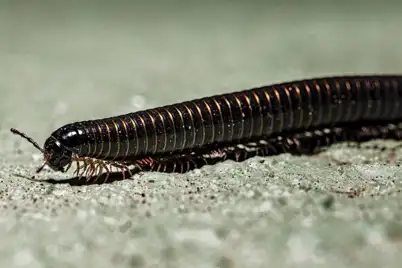 Millipedes