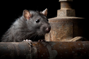 How to Get Rid of Rats & Mice Around Your Home