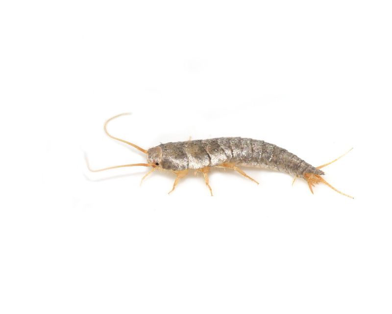 Kill silverfish clearance