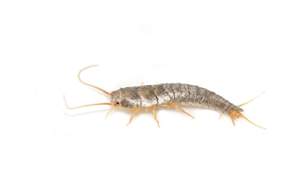 Silverfish Control in Your Home