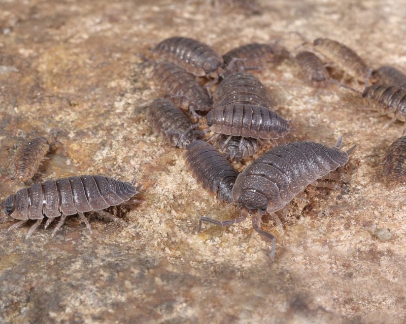 How to Get Rid of Slaters in Your Garden | Yates Australia How to Get Rid of Slaters in Your Garden | Yates Australia