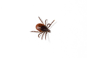 Tick Control in Your Home 