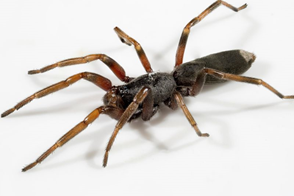 Spider Control in Your Home