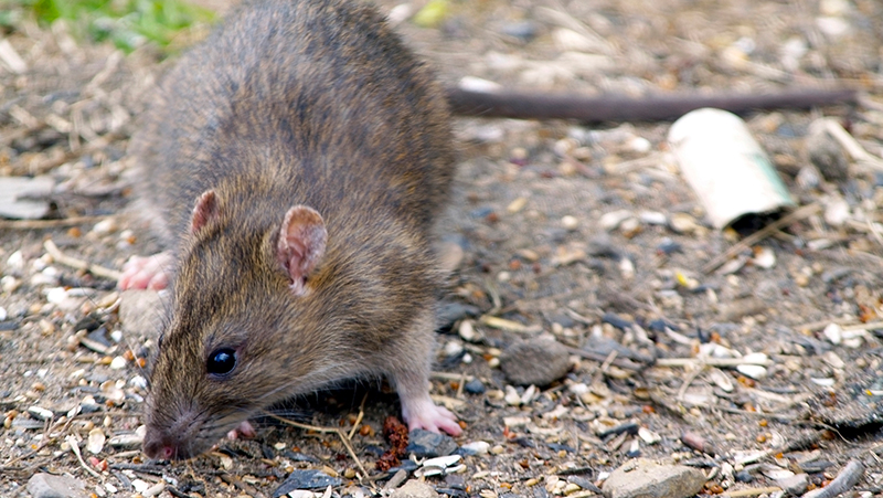 rats and mice