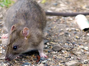 Rodent Pest Control