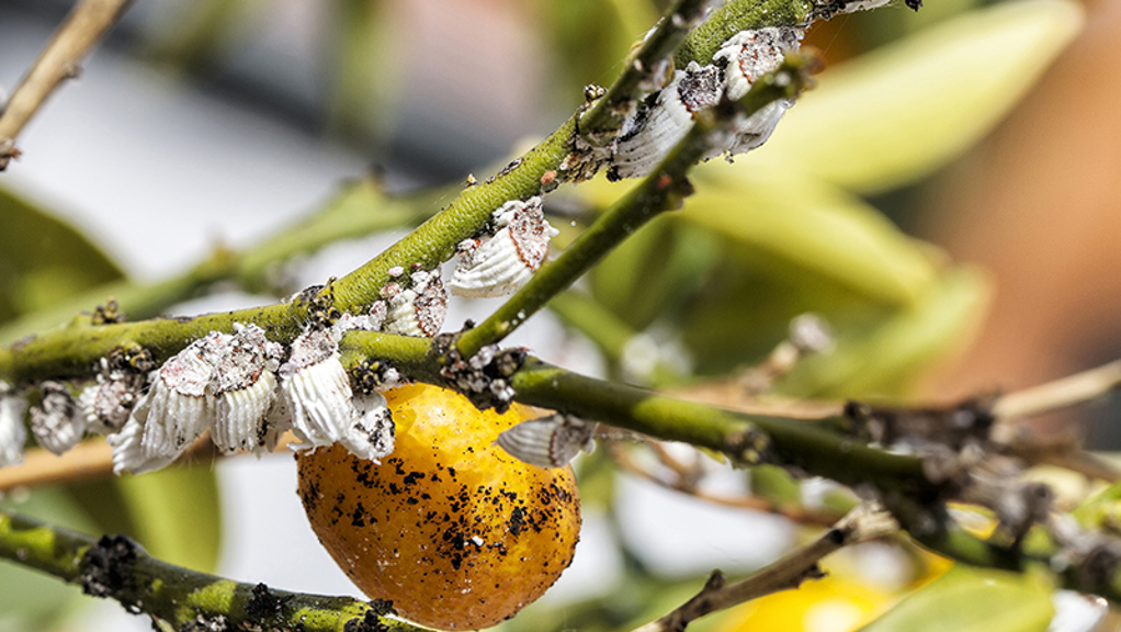 How to Get Rid of Scale Insects in Your Garden | Yates Australia