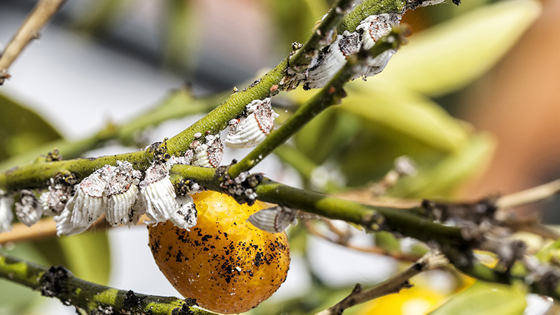How To Get Rid Of Scale Insects In Your Garden Yates Australia How To Get Rid Of Scale Insects In Your Garden Yates Australia