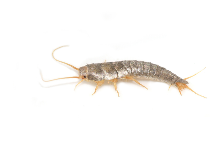 How to Get Rid of Silverfish in Your Home